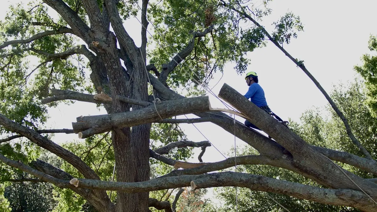 Professional Crown Thinning performed by certified arborists in Warrington